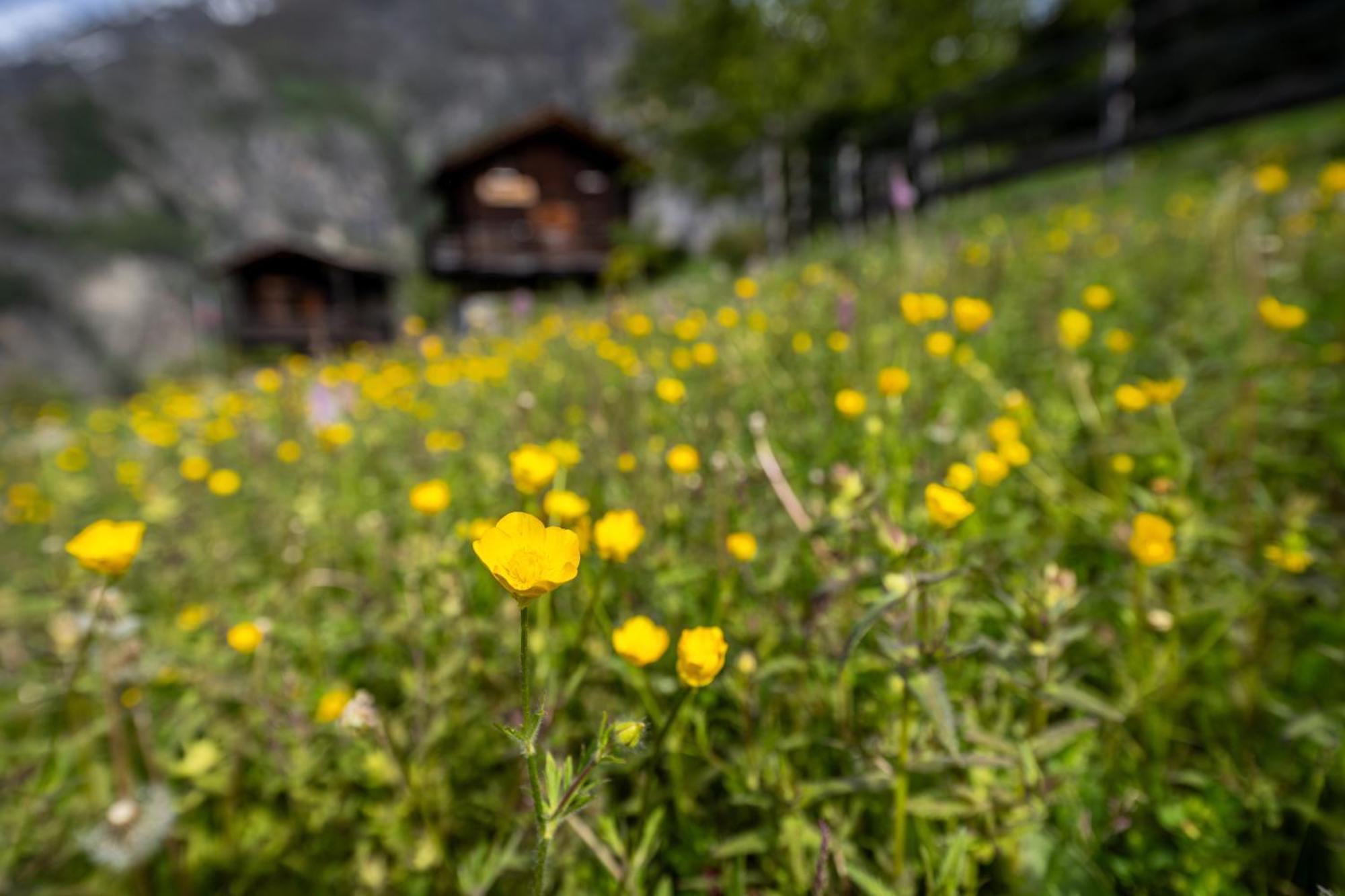 Korn-Stadel Arida Prata "Natur Pur" Grächen Extérieur photo
