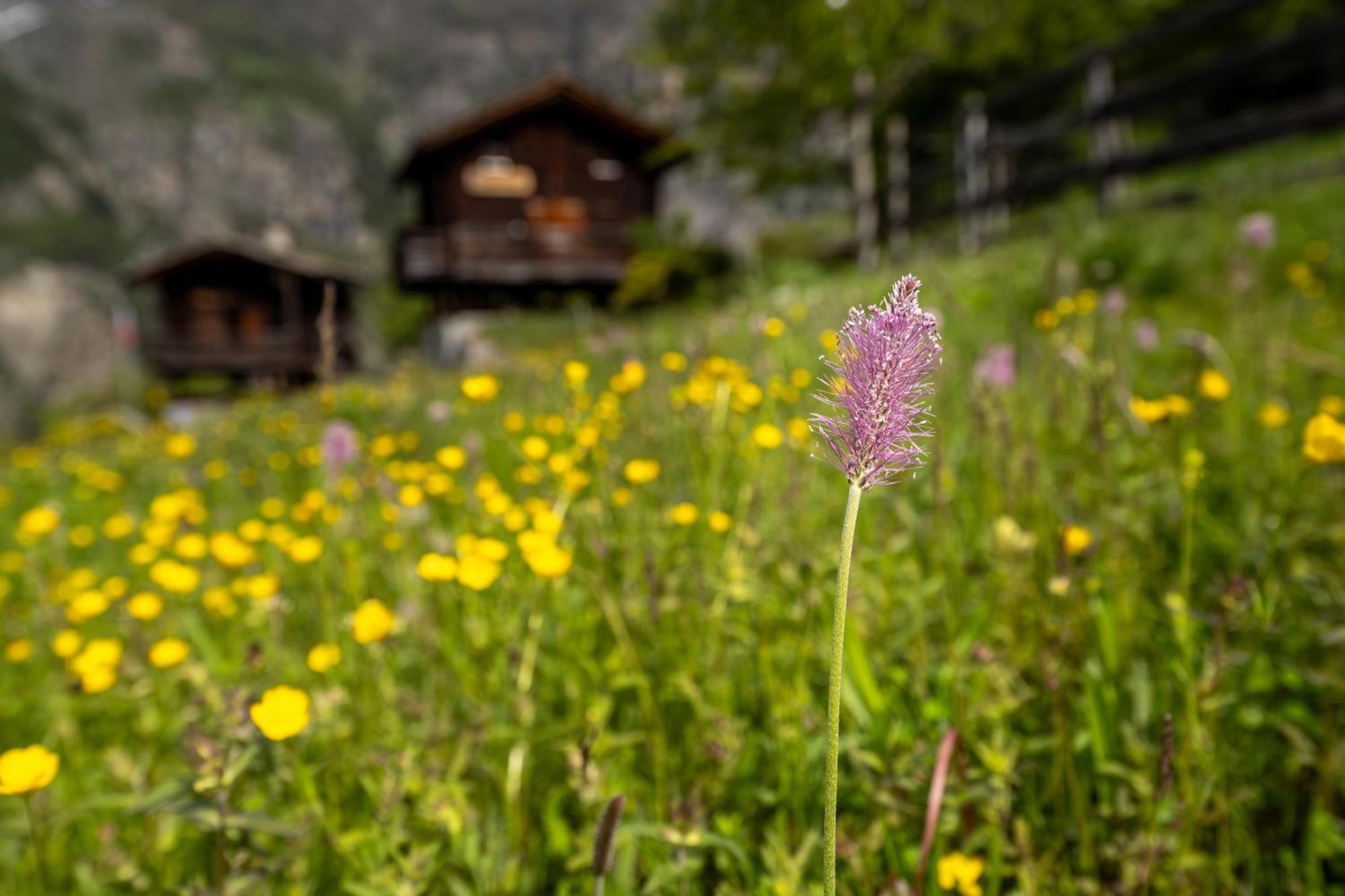 Korn-Stadel Arida Prata "Natur Pur" Grächen Extérieur photo